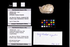 Foto (Objekt + Etikett) von Longodromites angustus (Reuss 1858)  (NHMW-GEO-1990-0041-2524)